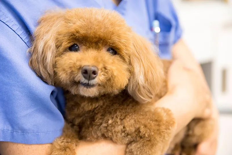 予防から手術まで犬の幅広いケアに対応