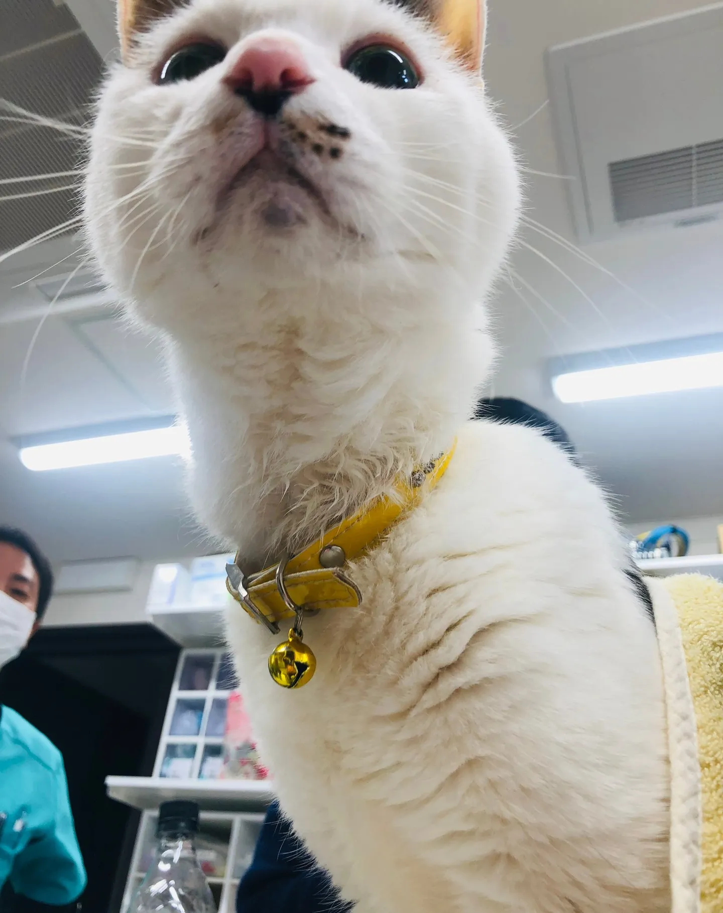 猫ちゃん17才健康診断🐱💛