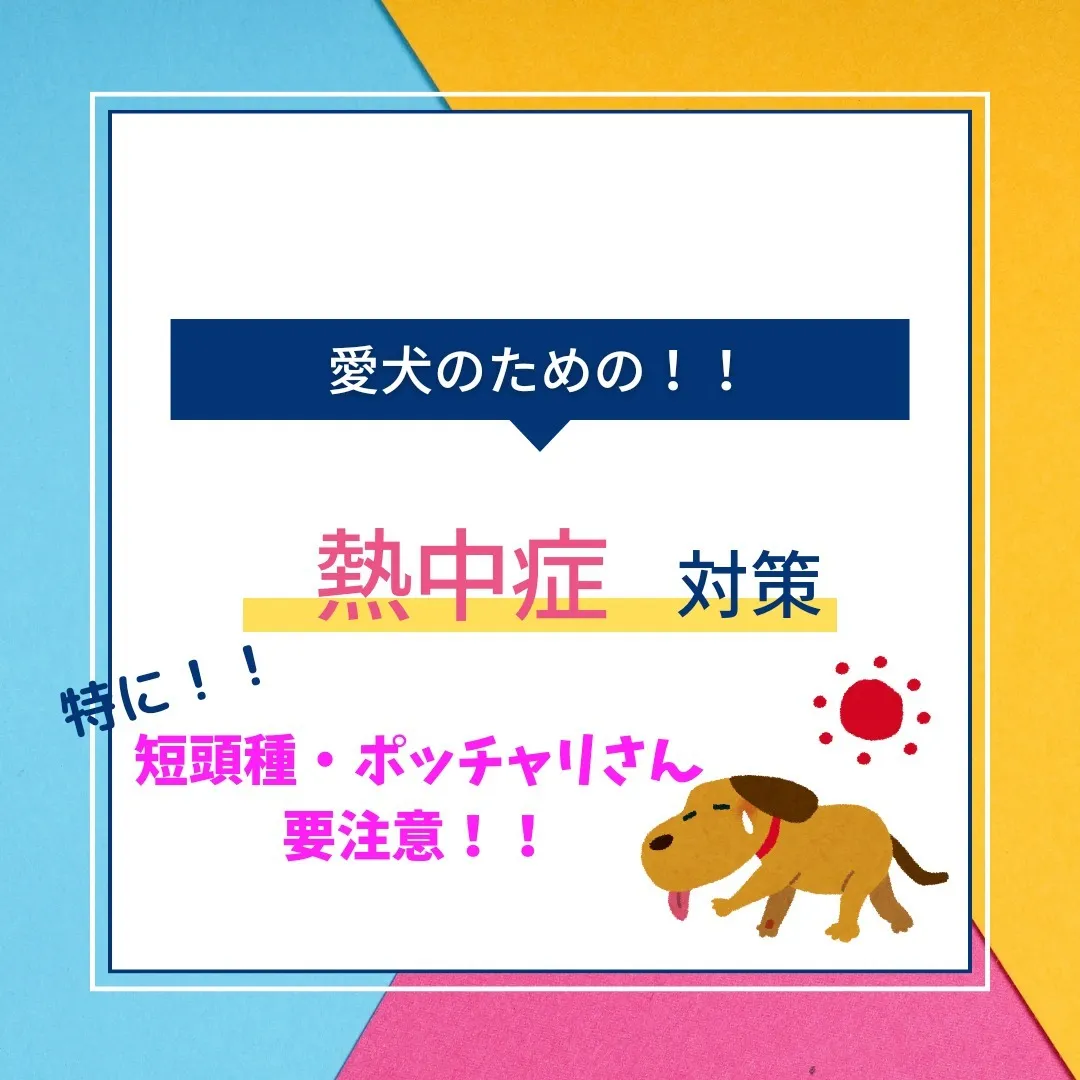 愛犬のための熱中症対策！！！