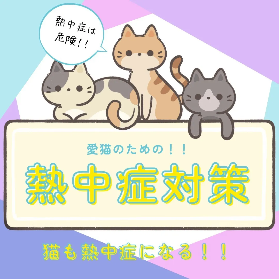 猫も熱中症になる！！